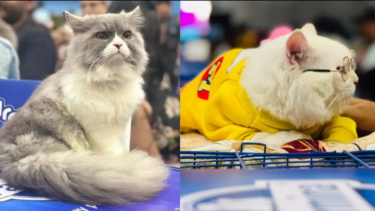 You are currently viewing बिल्लियों का धमाल! भोपाल में हुआ कैट-शो, रैंप पर अपनी खूबसूरती और क्यूटनेस से बिल्लियों ने भिखेरा जलवा