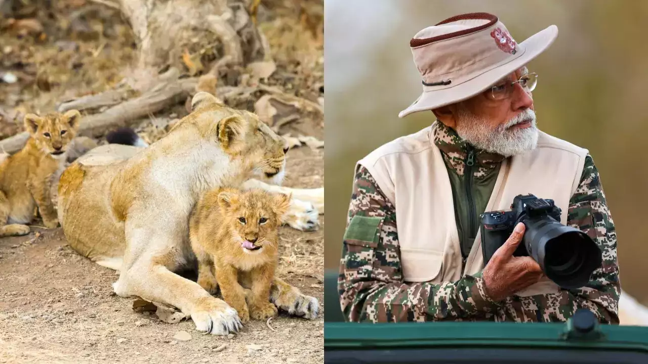 You are currently viewing पीएम मोदी ने किया ‘वनतारा’ का दौरा, शेर के शावकों को अपने हाथों से खिलाया खाना; वन्यजीवों संग बिताए 7 घंटे, करीब से देखा वन्यजीवों का संसार