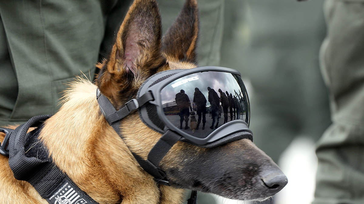 You are currently viewing मुख्यमंत्री निवास की सुरक्षा में तैनात लाली और डॉली को मिला मुख्यमंत्री का स्नेह, डॉग स्क्वॉड की सेवाओं को सराहा; CM ने डॉग स्क्वॉड की स्वास्थ्य और प्रशिक्षण की ली जानकारी