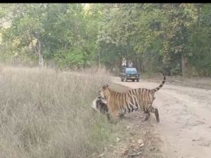 Read more about the article बांधवगढ़ टाइगर रिजर्व में सजीव शिकार का रोमांच! पर्यटकों के सामने बाघिन ने सांभर को बनाया निवाला, वीडियो वायरल