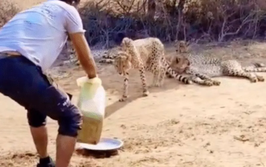 You are currently viewing श्योपुर के कूनो नेशनल पार्क से सामने आई चौंकाने वाली तस्वीर: ड्राइवर ने चीतों को ‘COME’ कहकर पिलाया पानी, नियमों की उड़ी धज्जियां तो सस्पेंड हुआ ‘चीता मित्र’!