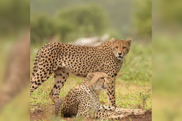 You are currently viewing कूनो के बाद अब गांधी सागर में गूंजी चीते की दहाड़! मध्यप्रदेश बना भारत का चीता स्टेट, छोड़े गए दो चीते; मुख्यमंत्री डॉ. यादव ने दी बधाई