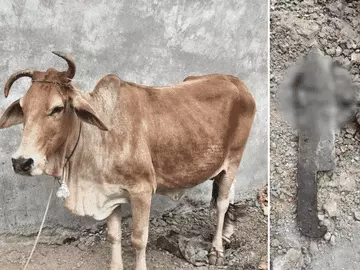 You are currently viewing गौवंश की हत्या से दहला पलासी गांव: सुनसान इलाके में मिली कटी गाय, पुलिस ने दो को पकड़ा!