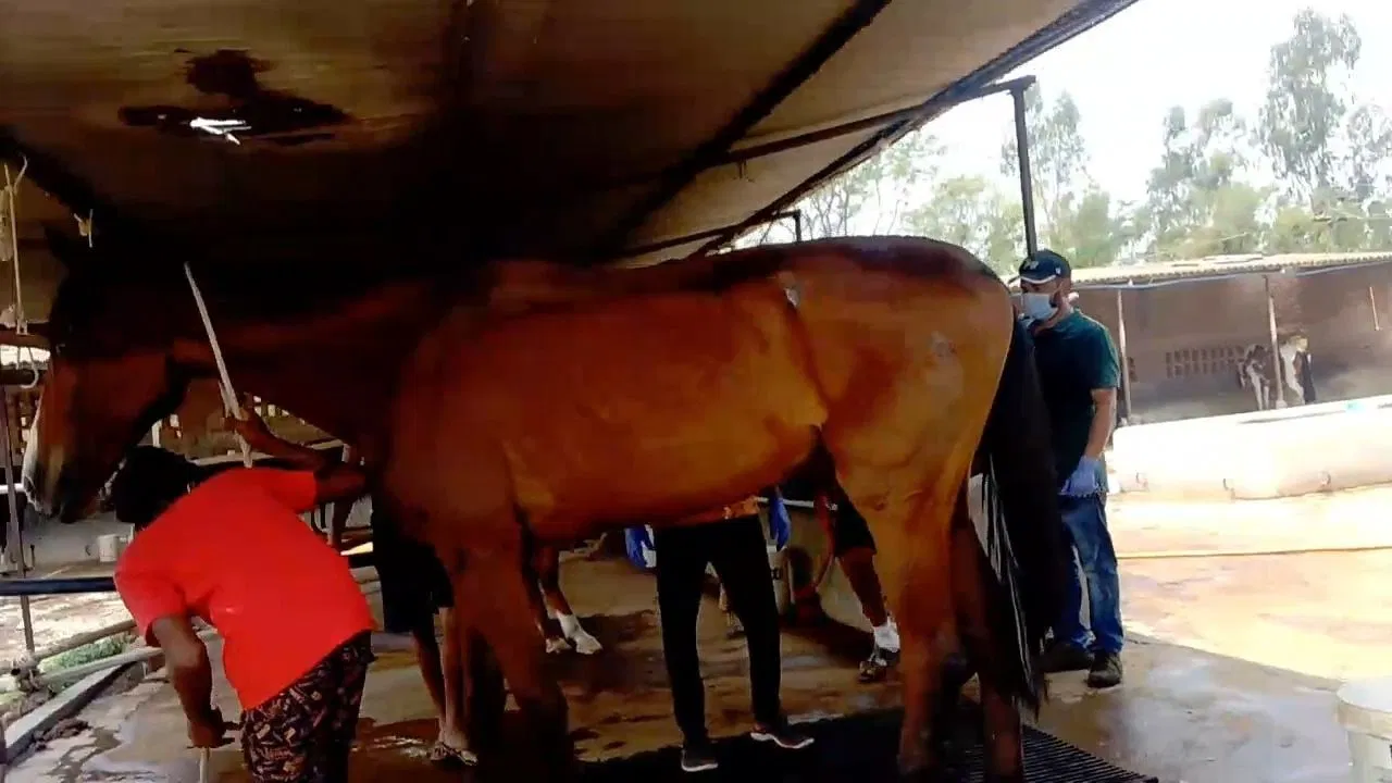 You are currently viewing हैदराबाद से जबलपुर लाए गए घोड़ों की मौत का मामला गहराया: एक घोड़ा ‘ग्लैंडर पॉजिटिव’, जानलेवा बीमारी का खतरा; हाईकोर्ट में भी पहुंचा मामला!