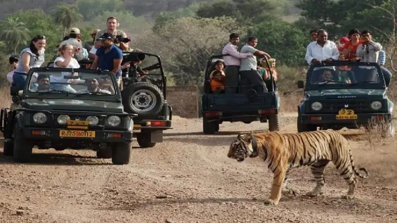 You are currently viewing अब महंगे होंगे जंगल सफारी के मज़े: 1 अक्टूबर से MP के टाइगर रिज़र्व और नेशनल पार्कों की टिकट दरों में बढ़ोतरी, विदेशी पर्यटकों को लगेगा दोगुना शुल्क!