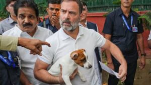 Read more about the article दिल्ली-NCR में आवारा कुत्तों को सड़कों से हटाने के सुप्रीम कोर्ट आदेश पर राहुल गांधी का विरोध, मेनका गांधी ने भी उठाए सवाल; राहुल बोले – बिना क्रूरता के भी कुत्तों को सुरक्षित रखा जा सकता है!