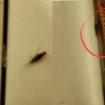 एअर इंडिया फ्लाइट में सीट पर रेंगते दिखे कॉकरोच, यात्रियों ने उठाए एयरलाइन की सफाई व्यवस्था पर सवाल; एयरलाइन ने दी सफाई!