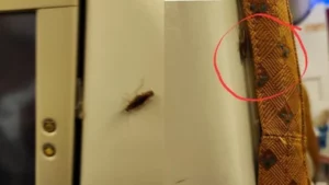 Read more about the article एअर इंडिया फ्लाइट में सीट पर रेंगते दिखे कॉकरोच, यात्रियों ने उठाए एयरलाइन की सफाई व्यवस्था पर सवाल; एयरलाइन ने दी सफाई!