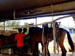 Read more about the article जबलपुर में घोड़ों की मौत का सिलसिला जारी: 57 में से 19 की गई जान, डॉक्टरों की टीम तैनात लेकिन नतीजे सवालों में; हाईकोर्ट में जनहित याचिका दाखिल!