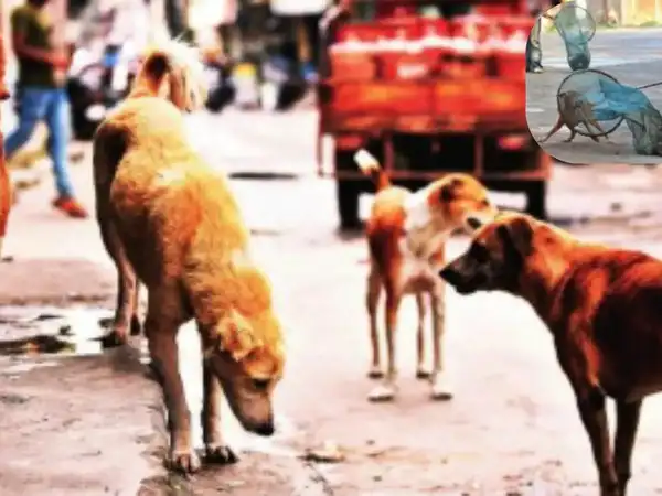 You are currently viewing दिल्ली–एनसीआर में बढ़ते डॉग बाइट और रेबीज मामलों पर सुप्रीम कोर्ट सख्त, 8 हफ्ते में डॉग शेल्टर बनाने का आदेश; कोर्ट ने कहा – नसबंदी कर स्थायी शेल्टर में रखें, देरी पर होगी कार्रवाई!