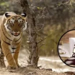 MP–महाराष्ट्र में बाघों का शिकार: सुप्रीम कोर्ट ने जताई चिंता, केंद्र और NTCA से चार हफ्तों में मांगा जवाब; CBI जांच की उठी मांग!