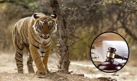 You are currently viewing MP–महाराष्ट्र में बाघों का शिकार: सुप्रीम कोर्ट ने जताई चिंता, केंद्र और NTCA से चार हफ्तों में मांगा जवाब; CBI जांच की उठी मांग!