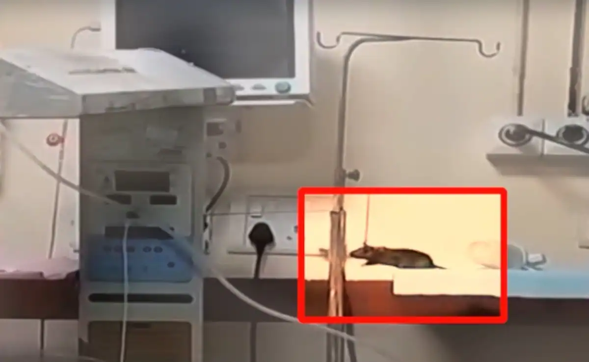 You are currently viewing एमवायएच के एनआईसीयू में दो नवजातों की मौत: परिजन बोले—”चूहों ने कुतरा”, प्रशासन बोला—”बच्चों की मौत दूसरी वजहों से”; सरकार और विपक्ष आमने-सामने!