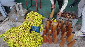 Read more about the article भोपाल में अनोखी पहल: दुर्गा प्रतिमाओं पर चढ़े नींबू से बनेगा बायो एंजाइम, तालाबों का पानी होगा शुद्ध; नवरात्रि में 2 टन से अधिक नींबू से 10 हजार लीटर बायो एंजाइम हुआ तैयार!