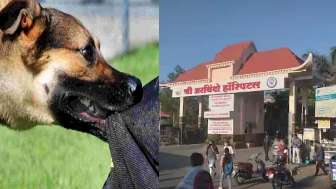 You are currently viewing इंदौर में कुत्ते का आतंक! 10 घंटे में 42 लोगों को काटा, नगर निगम की टीम से मांगी मदद, जबाव मिला- अतिक्रमण हटा रहे